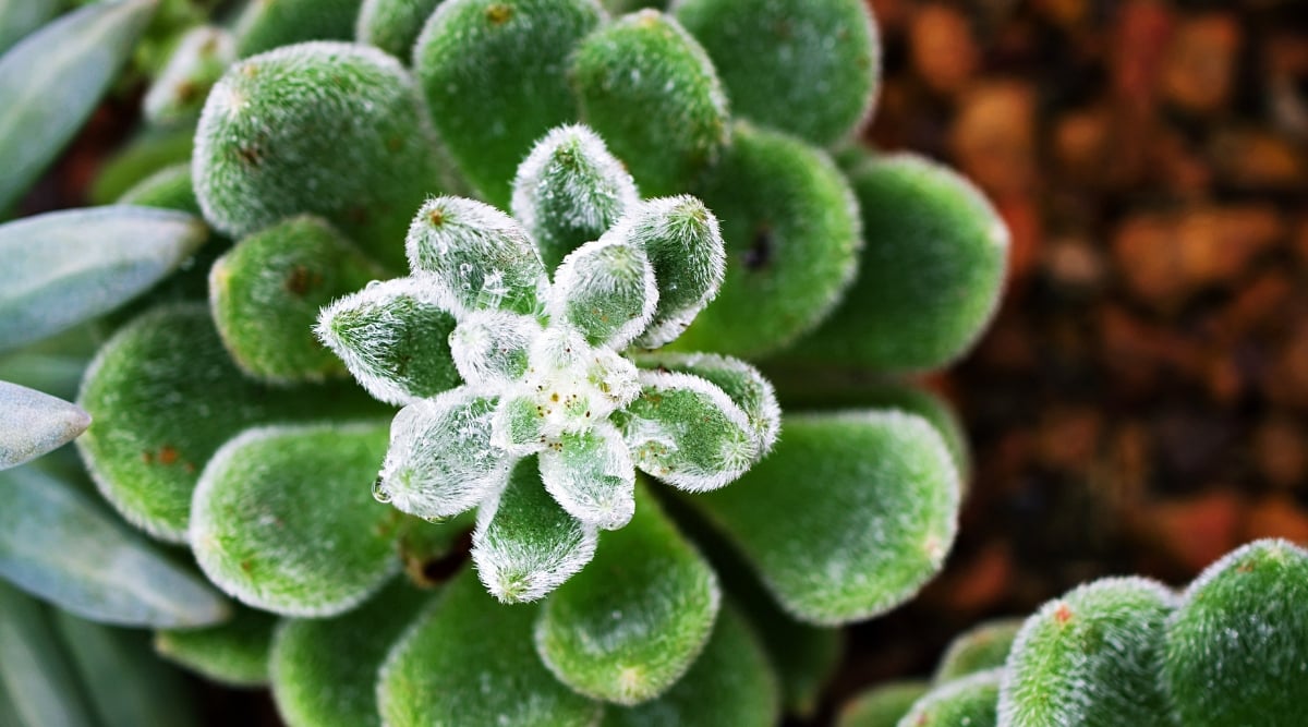 A close-up of the Mexican Firefly plant reveals glossy, elliptical leaves with prominent veins, exhibiting a vibrant green hue with a subtle waxy sheen. Surrounding the focal plant are other succulents, sharing similar lush, green characteristics.
