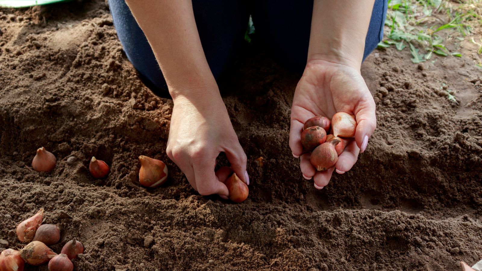 A focused shot of a person kneeling down and putting bulbous plants in the soil with proper spacing in a well lit area outdoors.