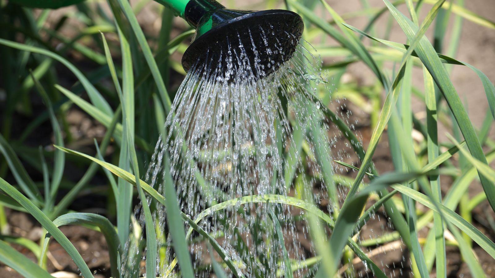 A shot of a green and black watering can pouring water in sprouting garlic plants in an area outdoors