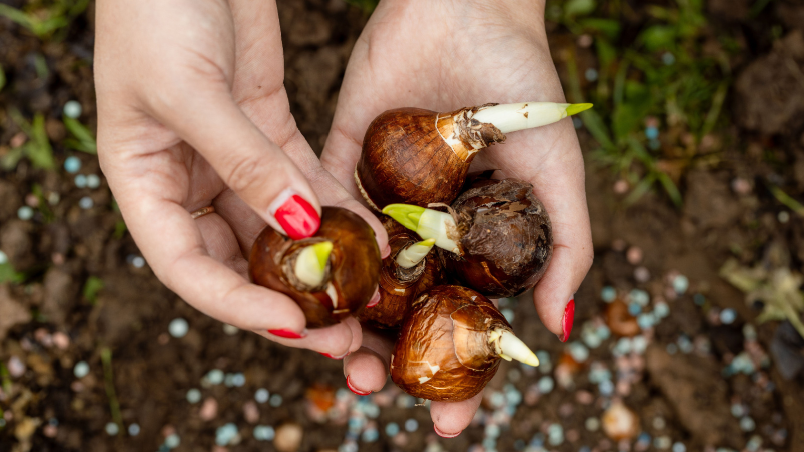 A top-down shot of a gardener's hands holding sprouted daffodil bulbs above the garden bed before planting in the ground.