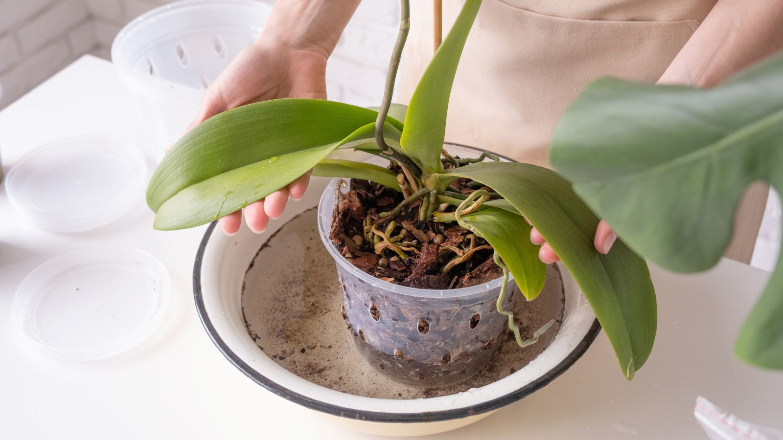 A photo of a person in a khaki-cream apron holding green broad leaves of a plant with its perforated plastic pot being submerged in a basin halfway filled with water on a white table indoors.