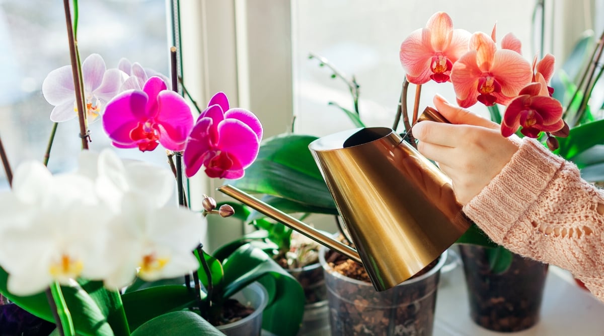 Watering orchids phalaenopsis with golden metal watering can