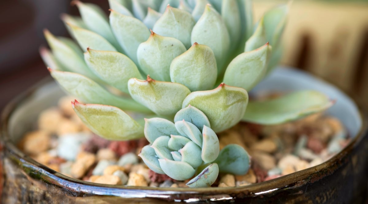 Close-up of Echeveria elegant succulent in a large ceramic pot indoors against a blurred background. Echeveria elegans, commonly known as the Mexican Snowball, is a stunning succulent prized for its rosette-shaped foliage. The main rosette features densely packed, powdery-blue leaves that are spoon-shaped and elegantly arranged. Surrounding the central Hen, numerous offsets emerge, forming a cluster. These offsets share the same charming characteristics as the main rosette, with their powder-blue hue, delicate leaf structure, and compact growth habit.