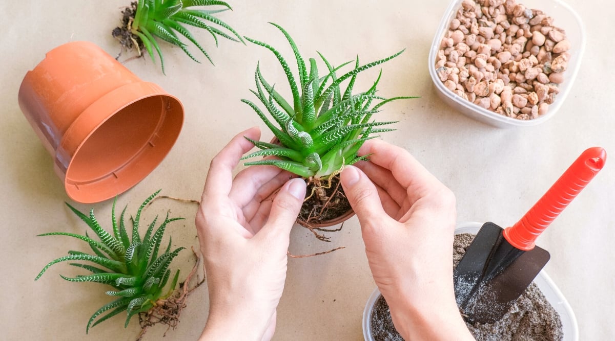 Close-up of a man's hands replanting a separated Haworthia plant into a small pot on a wooden table. There are also two more Haworthia offsets on the table with roots ready for planting. On the table there is an empty upside-down pot, a bowl of drainage pebbles, and a tray of potting mix.