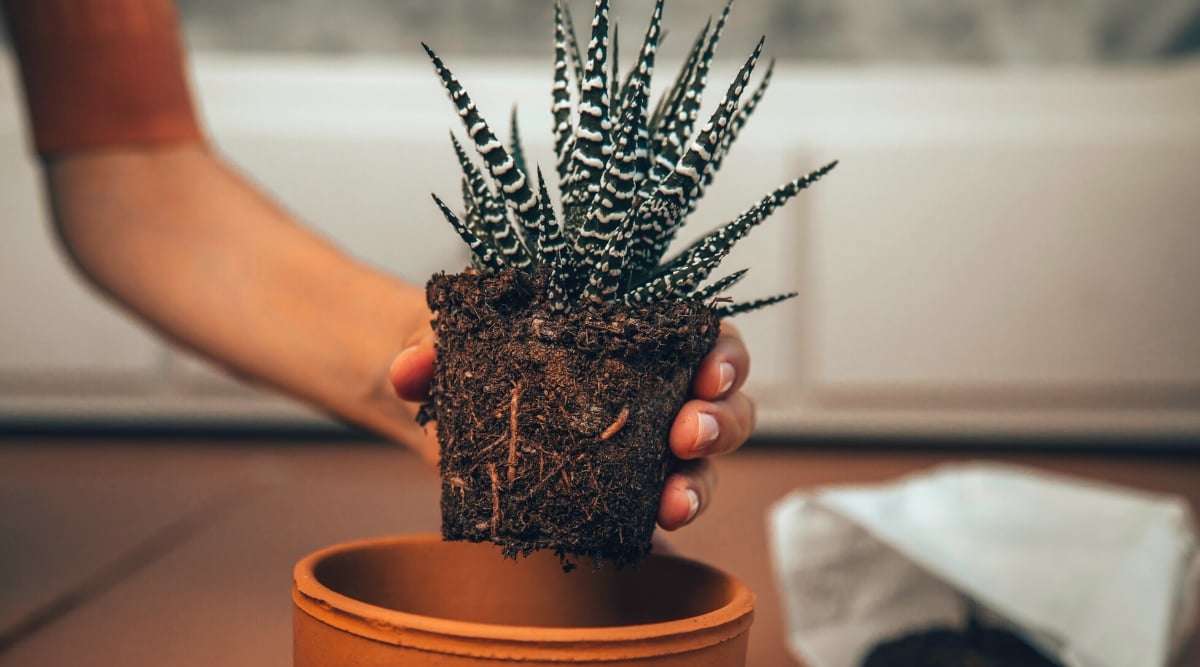 Repotting a mother Haworthia succulent plant into a clay pot indoors. Haworthia is a diverse genus of succulent plants known for its captivating rosette-shaped formations. The rosettes consist of thick, triangular leaves that are arranged in a tight, organized spiral pattern. Each leaf is marked with prominent, raised white bands that resemble zebra stripes.