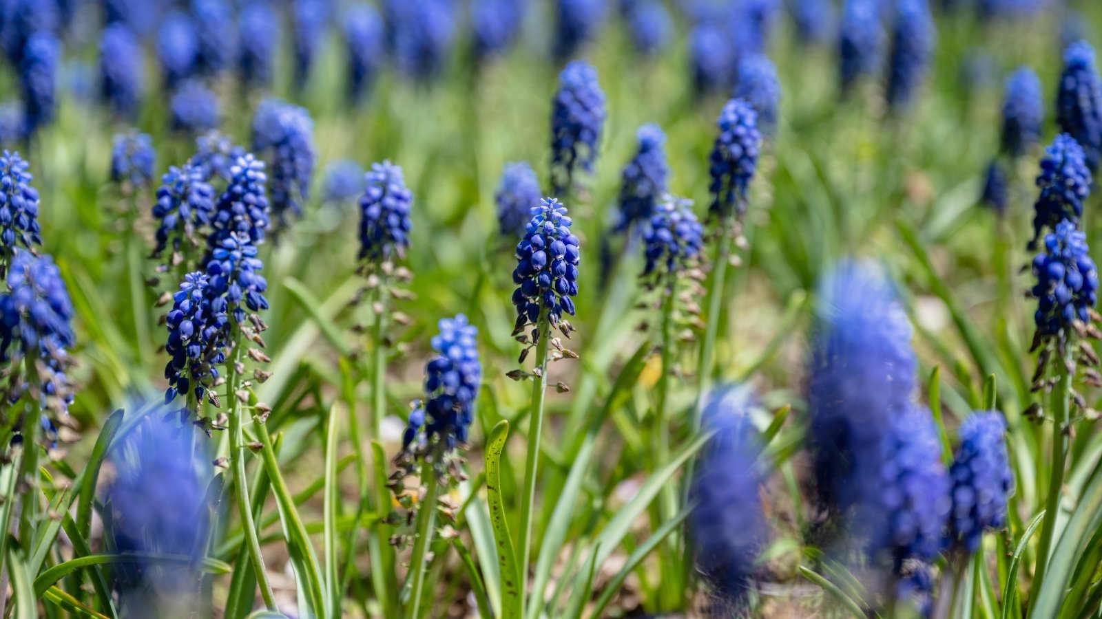 Dense clusters of small, bell-shaped deep blue flowers sit atop short, upright stems, surrounded by narrow, strap-like green leaves.