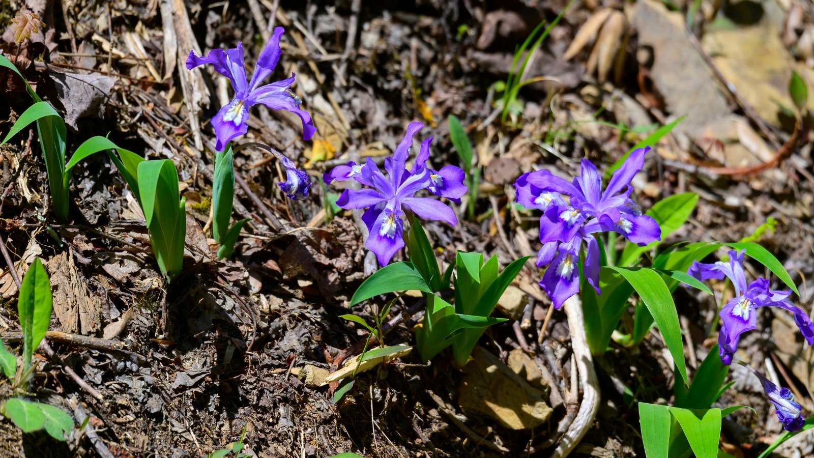 Compact, sword-like green leaves emerge from a central clump, with delicate, violet-blue flowers featuring intricate patterns rising above.