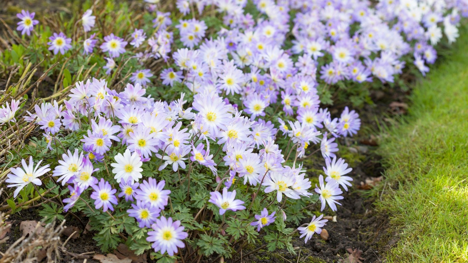 Small, daisy-like flowers with vibrant purple or white petals bloom on short stems, surrounded by finely dissected green leaves.