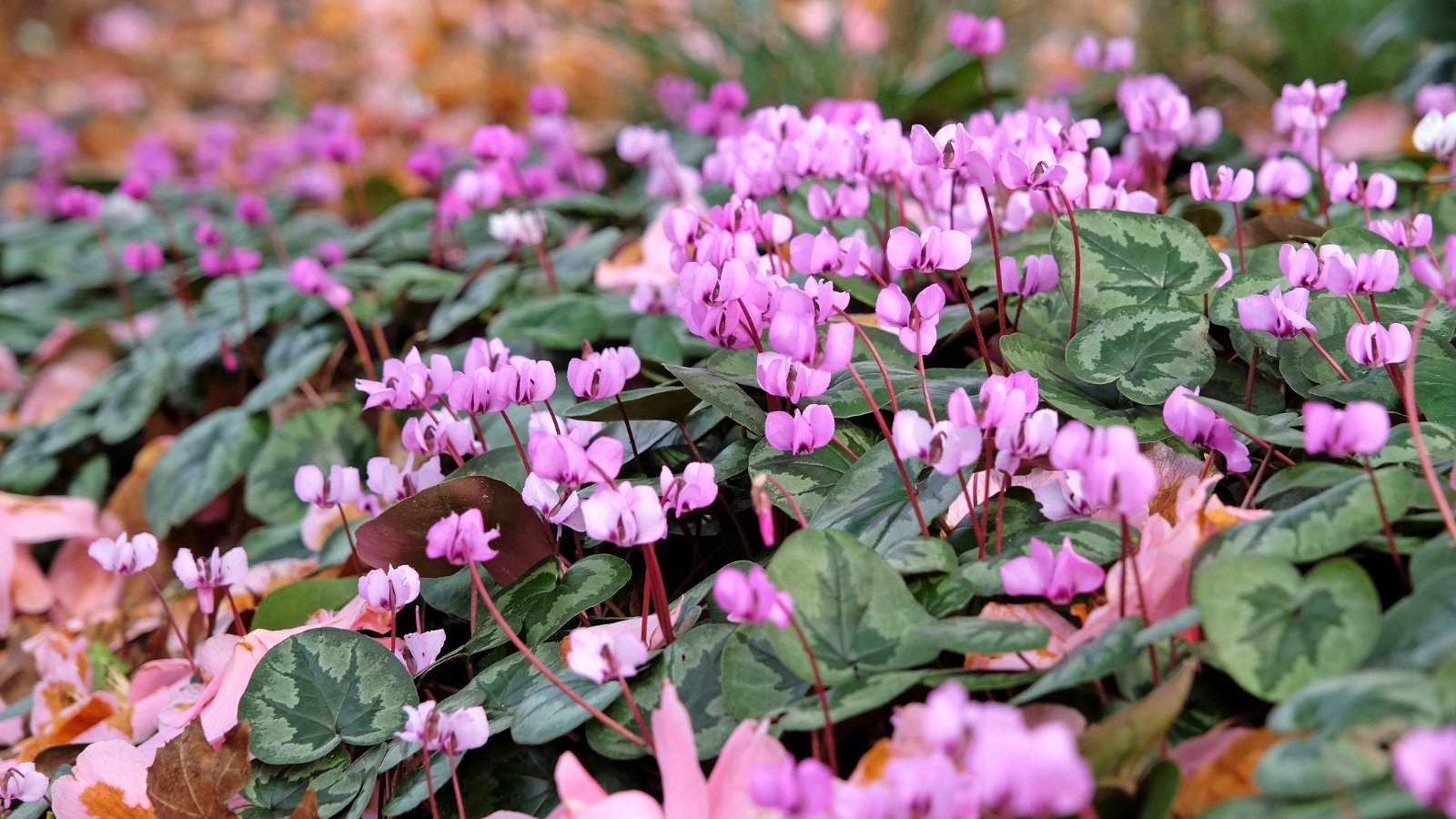 Heart-shaped, dark green leaves with silver marbling provide a backdrop for nodding, pink flowers that rise on slender stems.
