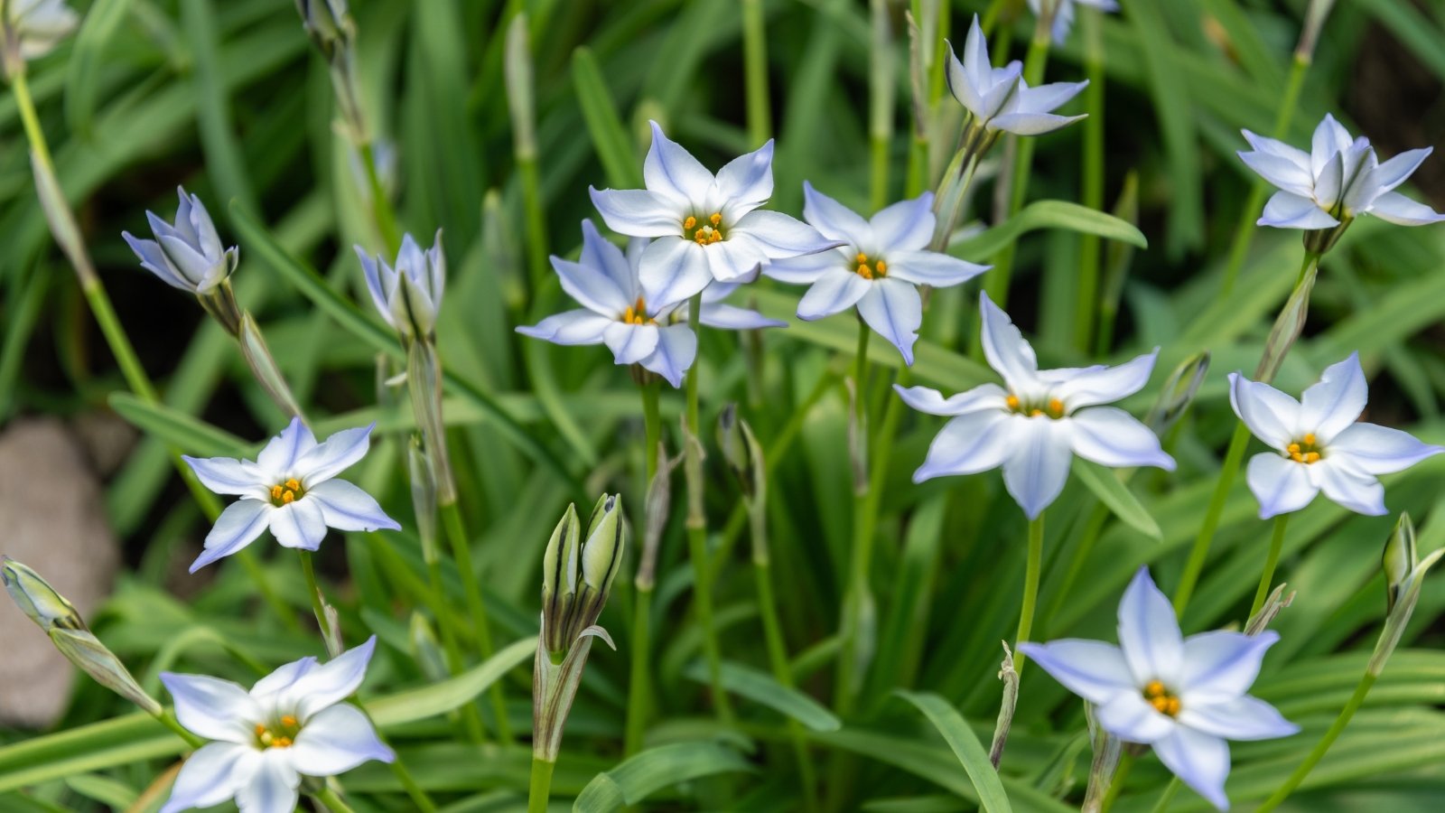 Star-shaped, pale blue flowers with prominent yellow centers bloom atop slender stems, accompanied by narrow, grassy leaves.