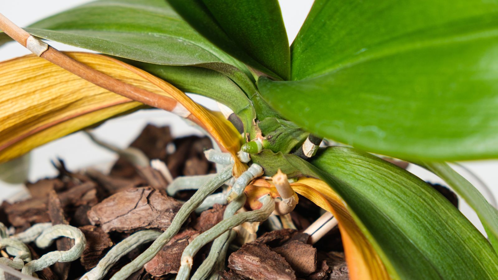 Leaves appearing dried with yellow discoloration, having whitish green roots exposed sitting on brown growing medium 