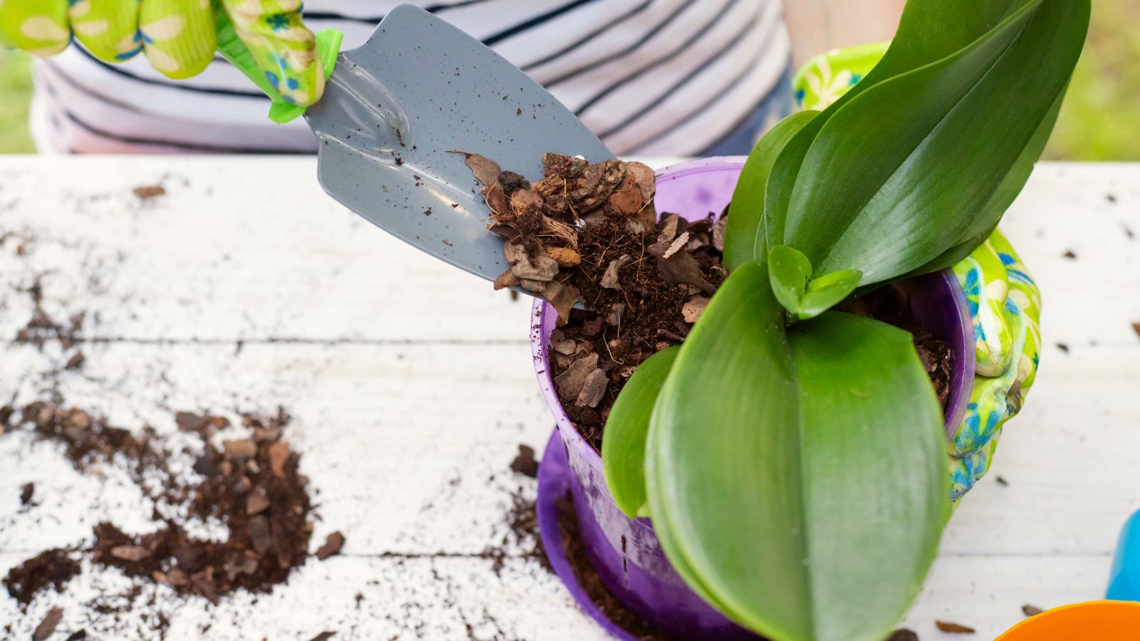 Someone placing the plant in a new container, scooping dark brown material into the container while resting it on a white table