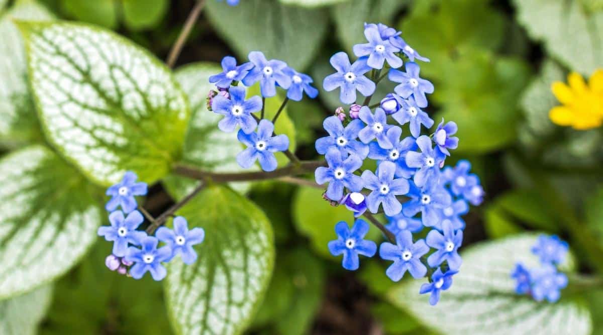 Brunnera macrophylla