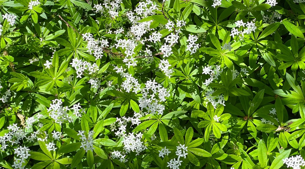 Galium odoratum