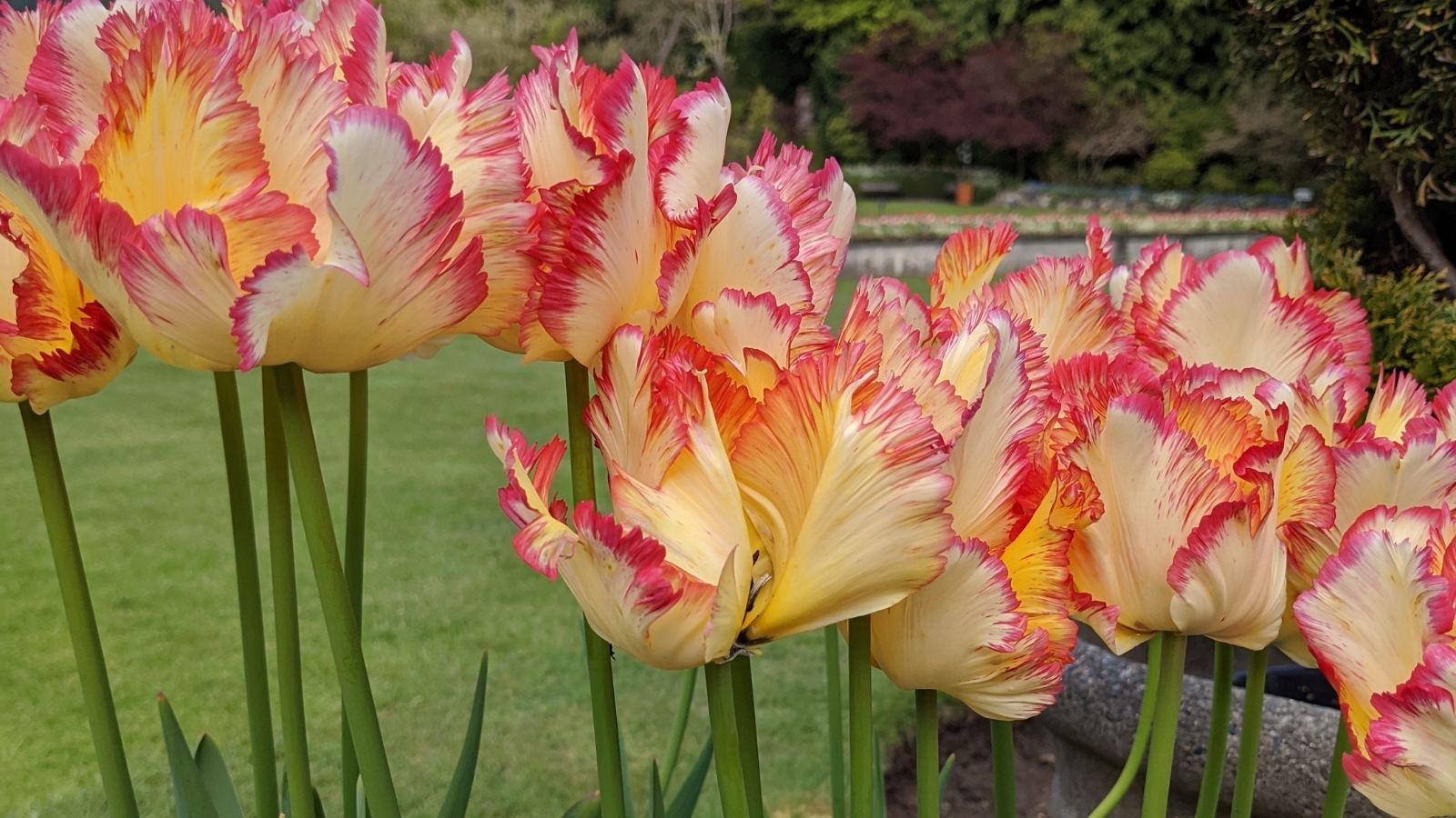 Bright yellow and red ruffled petals with a feathered texture, set against vibrant green leaves.