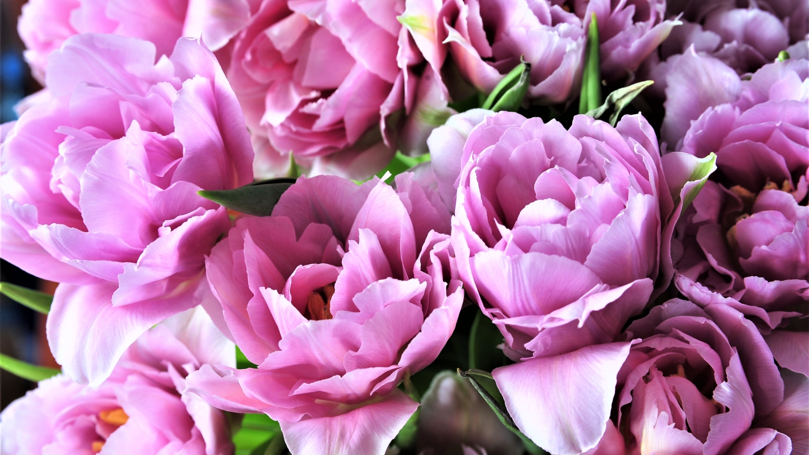 Pale pink double-petaled blooms, densely packed, exuding a soft and rich texture, nestled in vibrant green foliage.