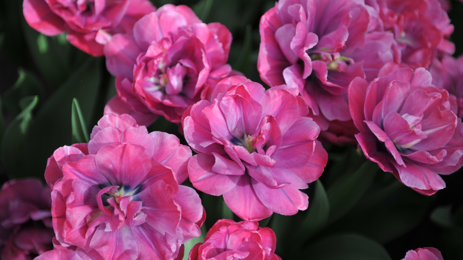 Bright pink blooms with multi-layered, ruffled petals, contrasting against dark green foliage.