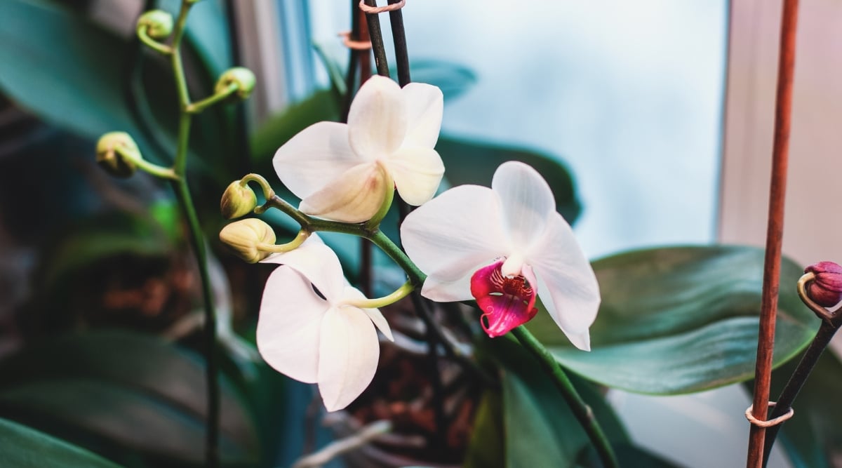 Delicate white orchid flowers grace a potted plant, their elegance heightened by delicate branches and lush green leaves. Placed strategically beside a glass window, the orchid basks in gentle sunlight, creating a picturesque scene of natural beauty indoors.