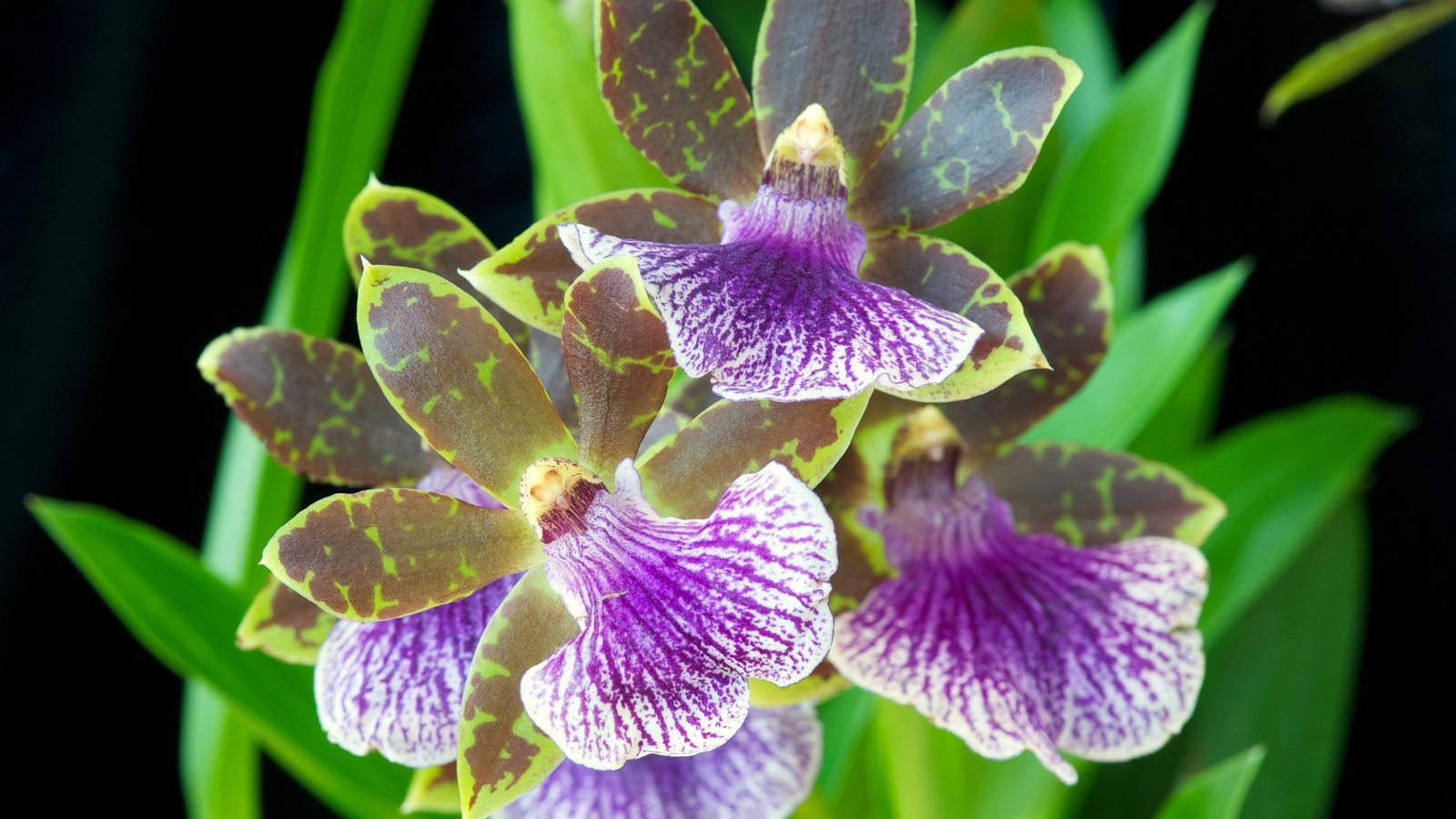 Speckled green and purple flowers with broad, striped petals and violet lips bloom in a striking mix of dark and light tones, surrounded by lush green leaves.