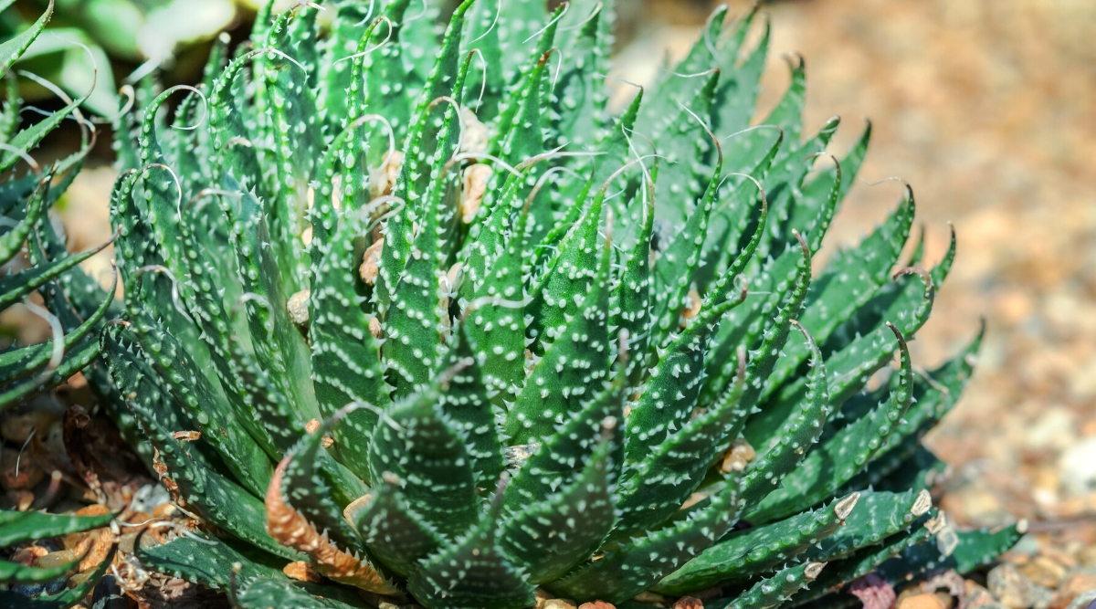 A close-up captures the captivating beauty of an aloe vera plant. Lush, emerald green leaves unfurl in a mesmerizing spiral rosette, creating a stunning focal point. The aloe rests gracefully atop a bed of smooth pebbles, adding a touch of natural elegance to the composition.
