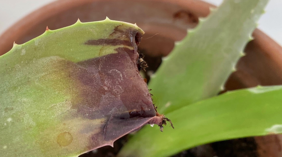 Close-up of a brown aloe vera leaf, split at the base and showing signs of root rot. The leaf is wrinkled and discolored, with dark brown patches and a soft, mushy texture. Rising from a clay pot, the aloe's once vibrant leaf now succumbs to root rot.
