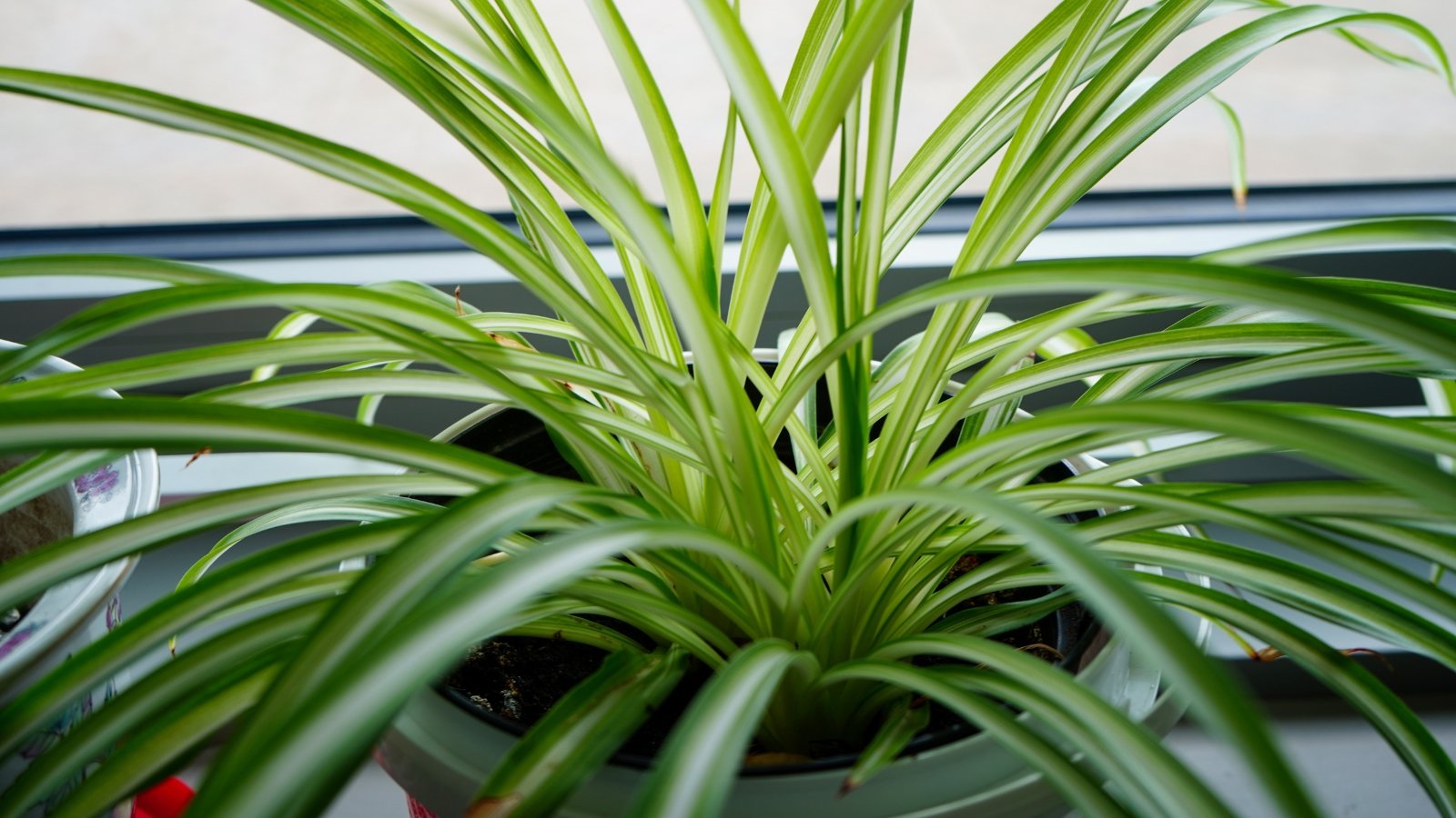 A close-up of a potted spider plant showcasing its green leaves with elegant, slender shapes. Each leaf features a unique pattern of delicate stripes, creating a visually captivating display of nature's intricate design and vibrant vitality.