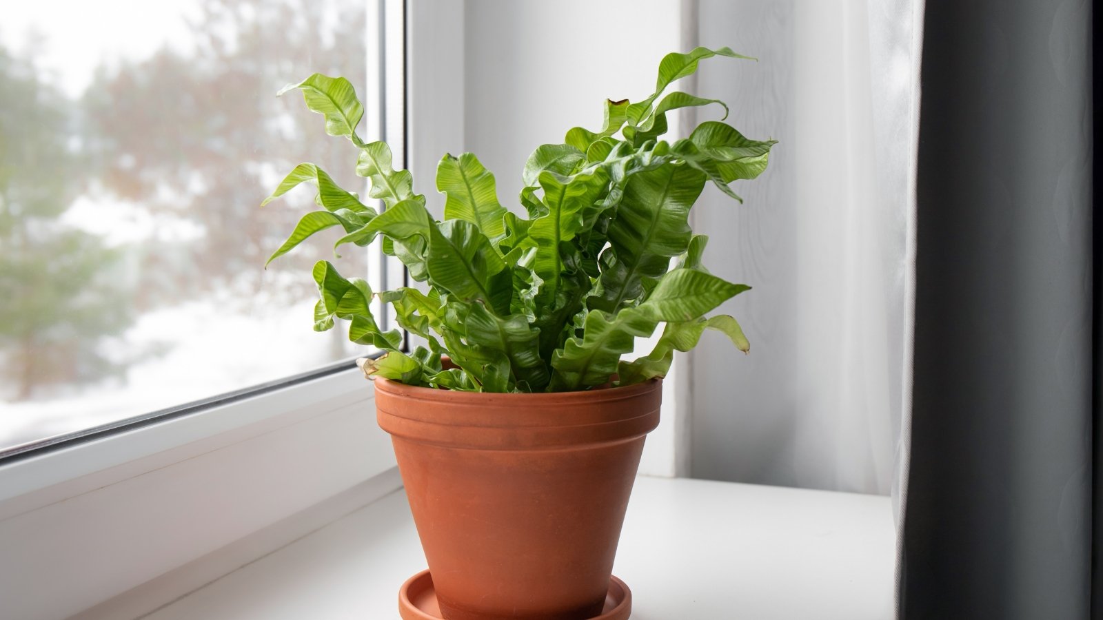 A lush bird’s nest fern with wavy green fronds radiates from the center of a terra cotta pot, sitting on a bright windowsill.