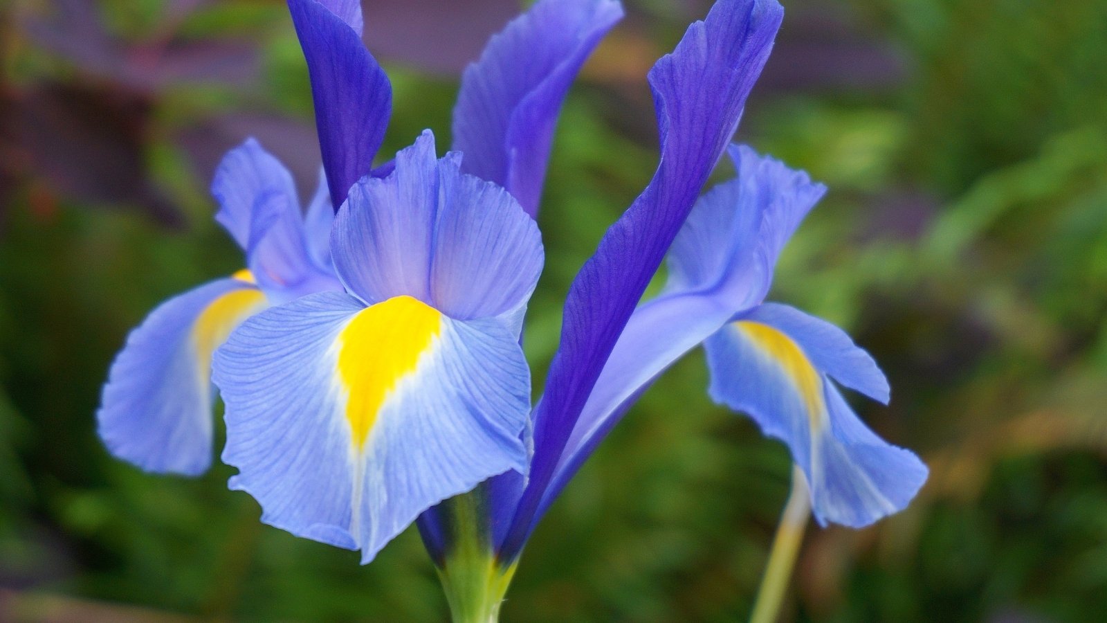 Vibrant blue, intricate petals with a slight yellow throat emerge from upright green foliage, showcasing a graceful elegance.
