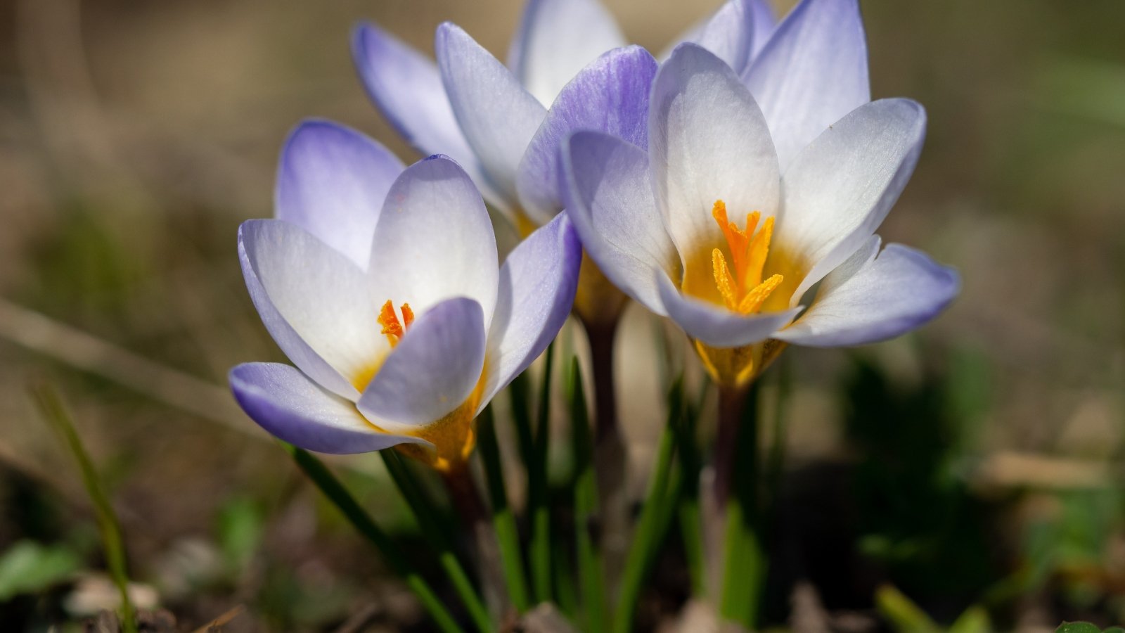 The blooms showcase a charming blend of soft blue and purple hues, with vibrant yellow anthers nestled at the center, rising gracefully above lush green foliage.
