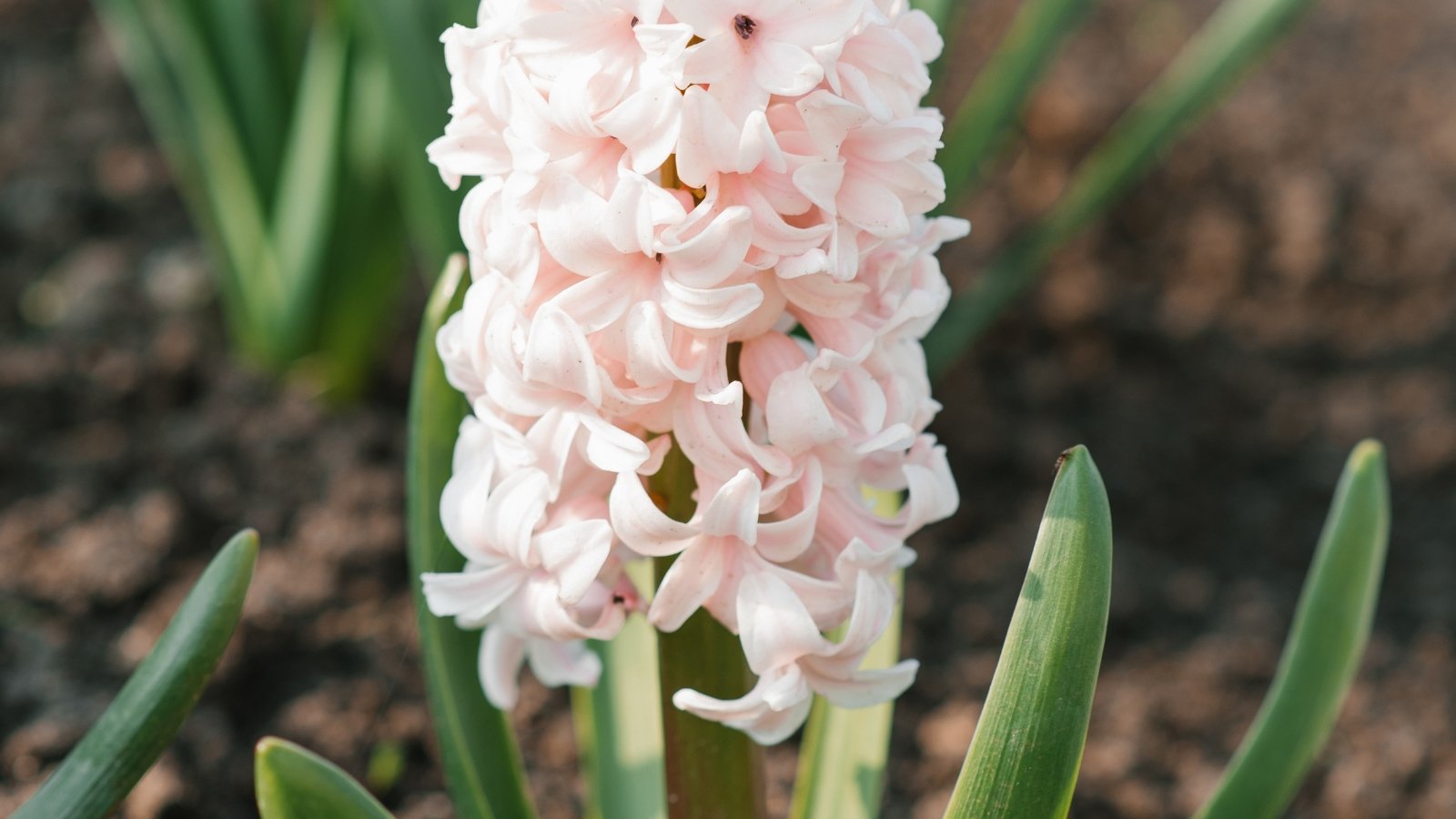 A fragrant cluster of soft apricot-colored flowers bloom densely on a tall spike, surrounded by broad green leaves.