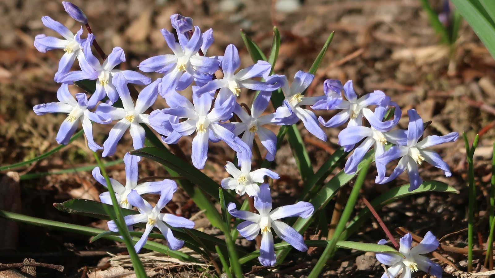 Clusters of drooping, blue bell-shaped flowers nestled among long, slender green leaves.
