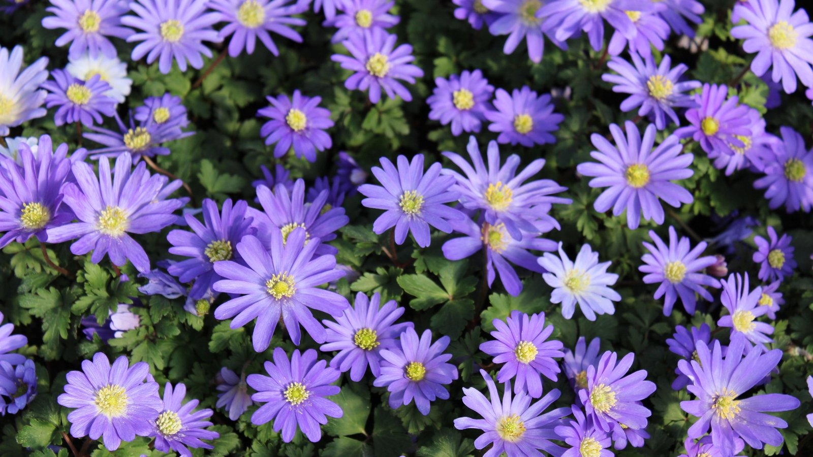 Delicate, cup-shaped flowers in varying shades of blue bloom atop sturdy stems, surrounded by deeply lobed, rich green leaves that create a lush backdrop in the garden.
