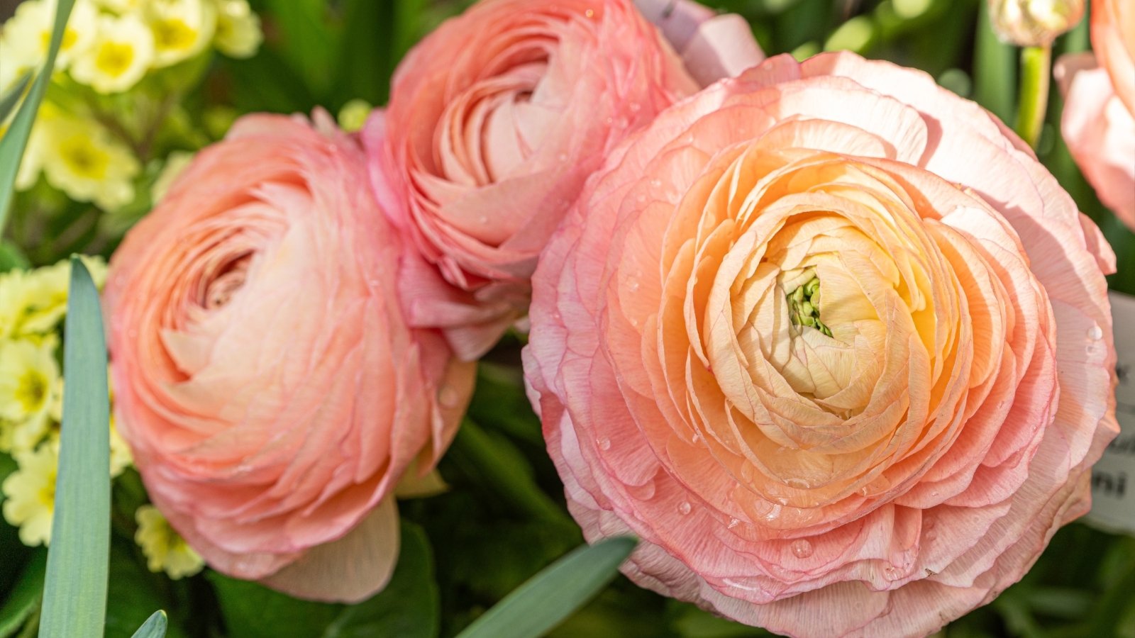 Soft, ruffled petals in shades of peach and salmon create a stunning, layered effect on each flower.
