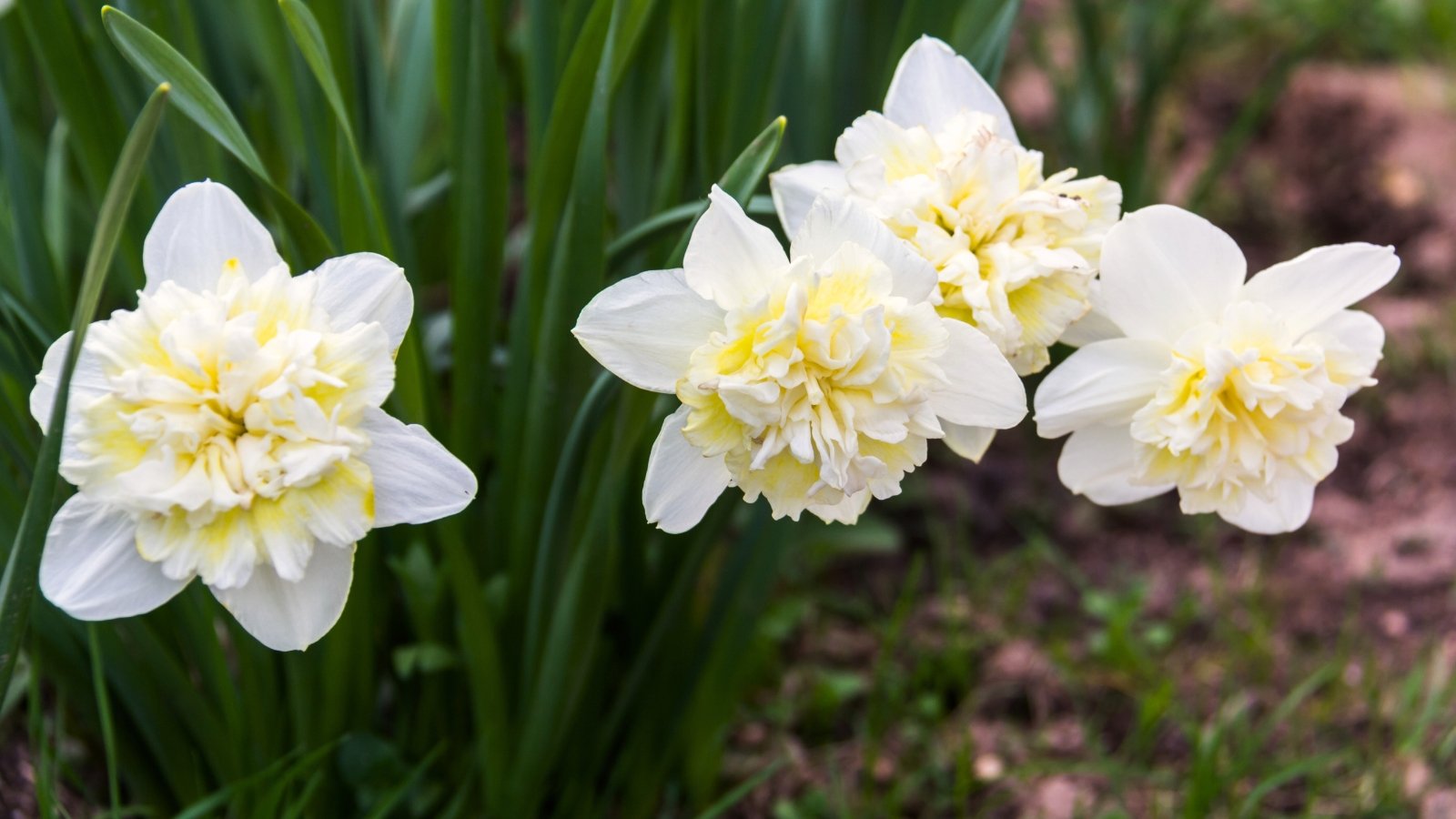  White petals with a soft yellow, ruffled cup, set against tall stems and long, green, strap-like leaves.
