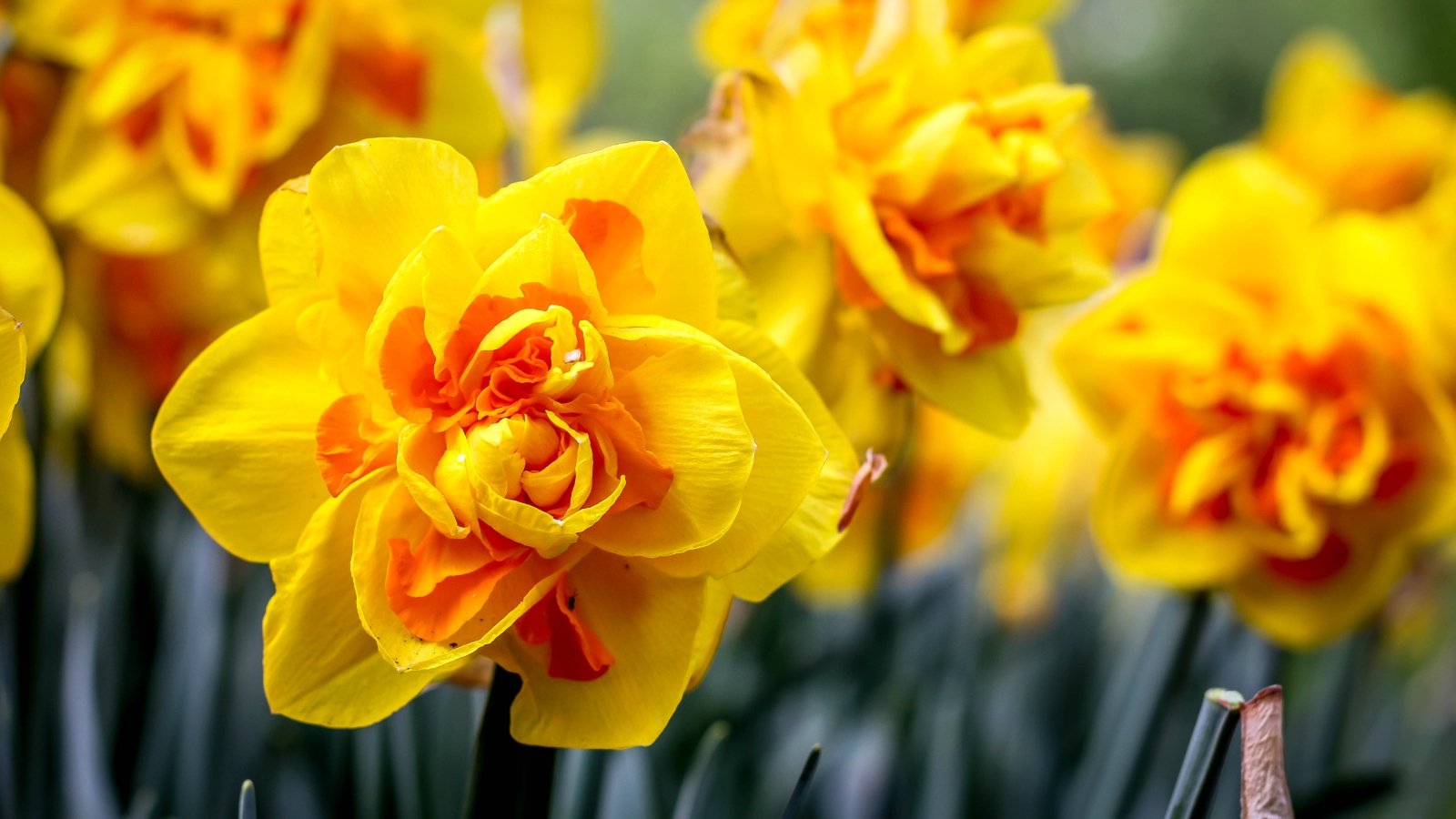 Orange and yellow flowers with a frilled, bright orange cup, rising from tall, robust stems with long, slender green leaves.
