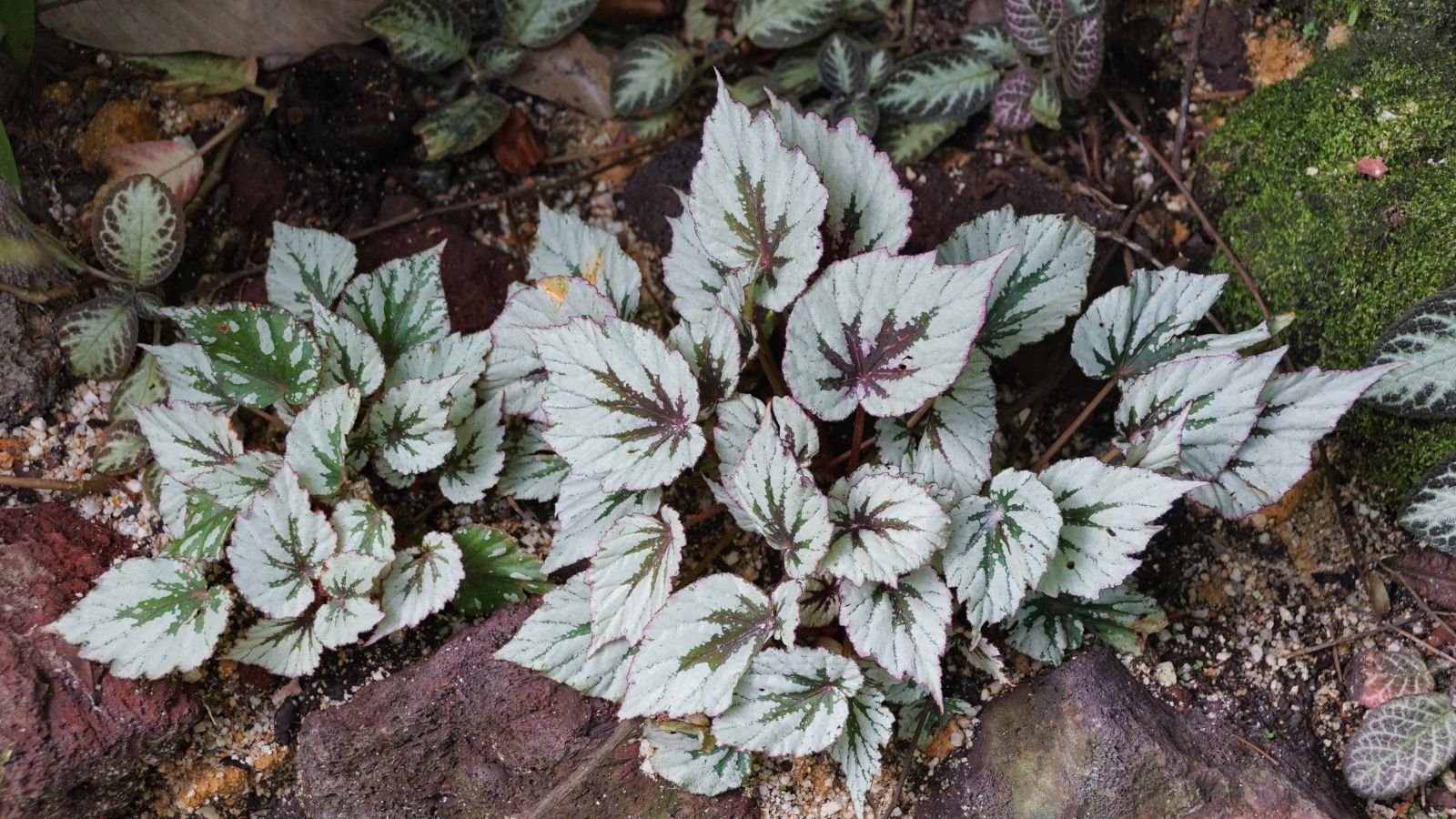 A close-up shot of the Begonia rex plant outdoors near rocks and other foliage, with the plant showcasing its silver color with magenta tips.