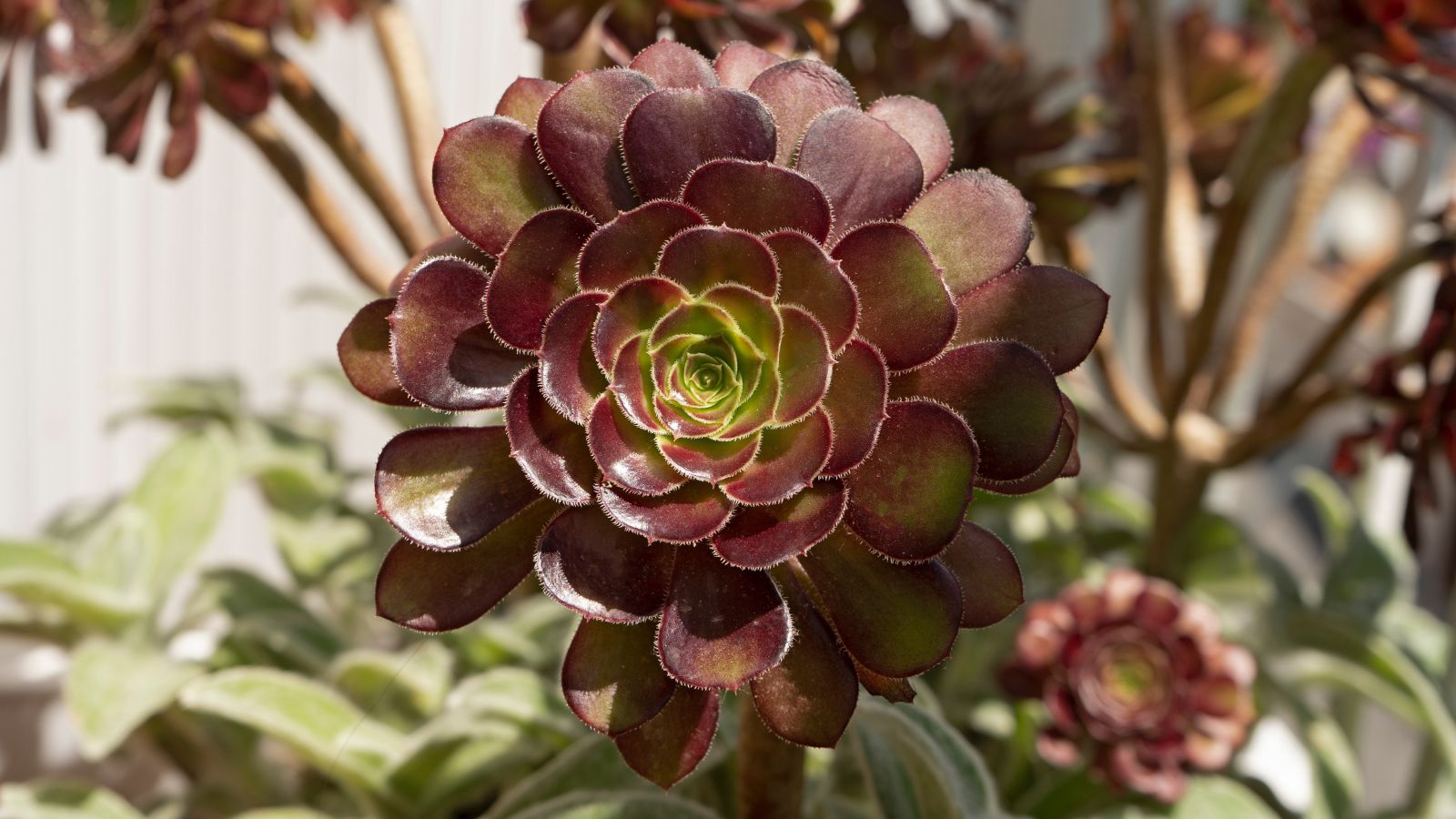 A focused shot of the Aeonium ‘Zwarktop’ plant, that showcases its rosette appearance and its dark-purple leaves with a green center, in an outdoor area.