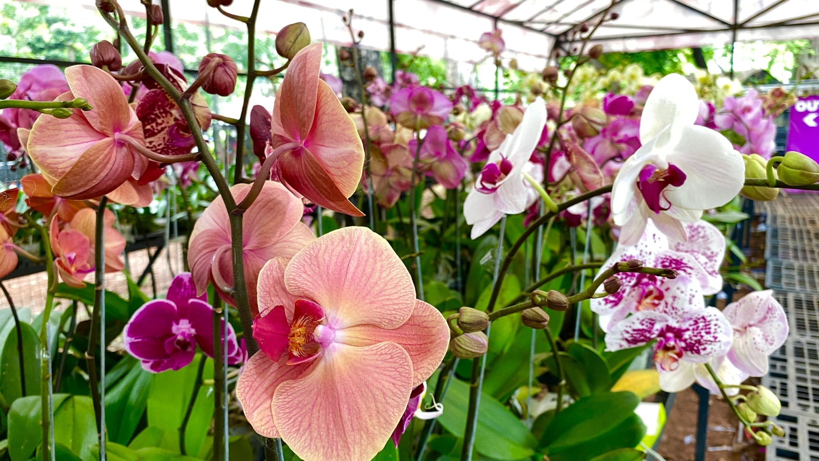 A lively assortment of pink, purple, and white flowers, densely packed against a lush green background in a garden setting.