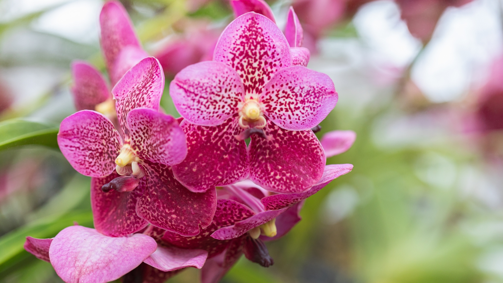 Vibrant magenta flowers with textured petals and intricate white speckles, standing out against green foliage.