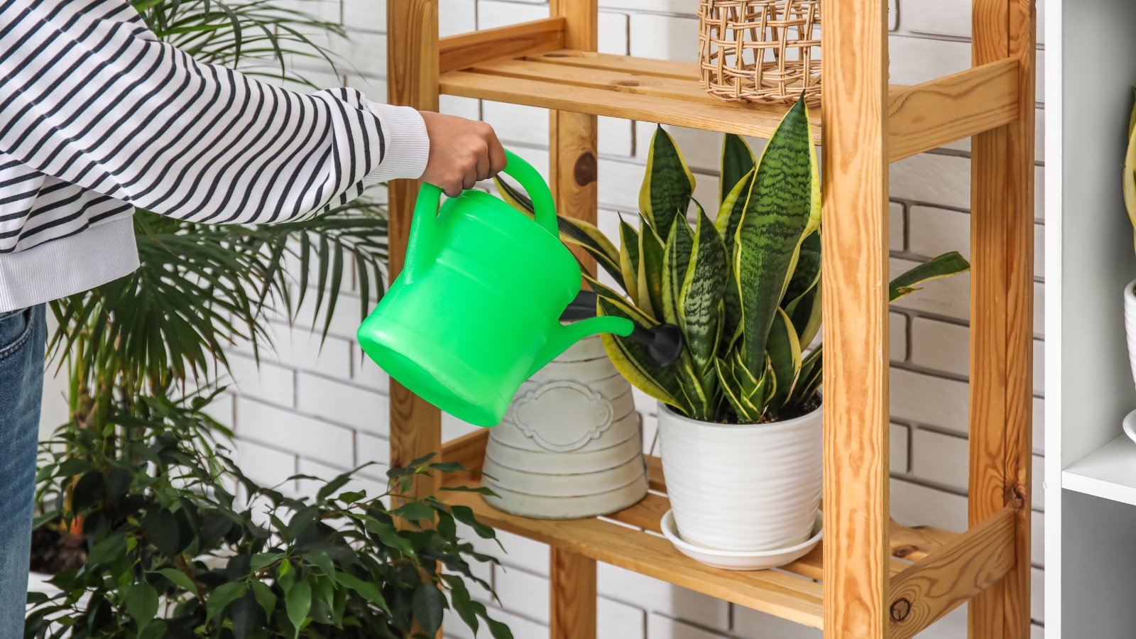 A person watering a Dracaena trifasciata, with its tall, sword-like green leaves edged in yellow, placed on a wooden shelf along with other plants.