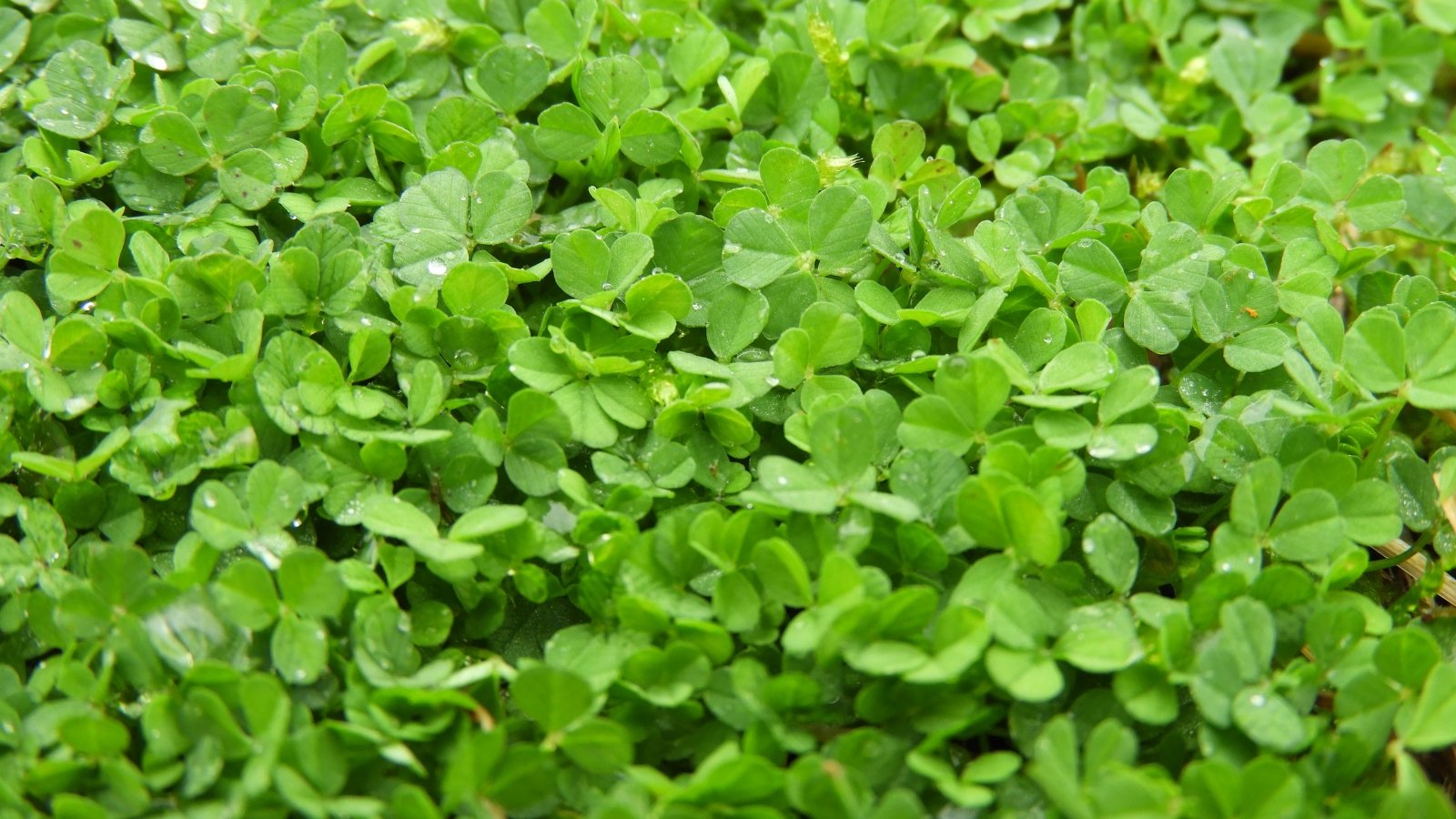 Easy methods to Change Your Yard with Microclover