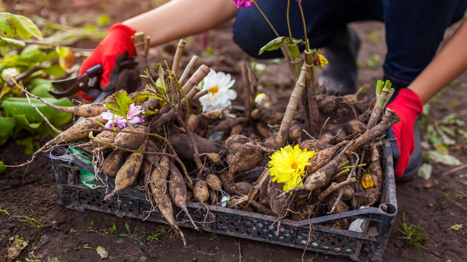 11 Tender Bulbs You Should Dig and Retailer in November