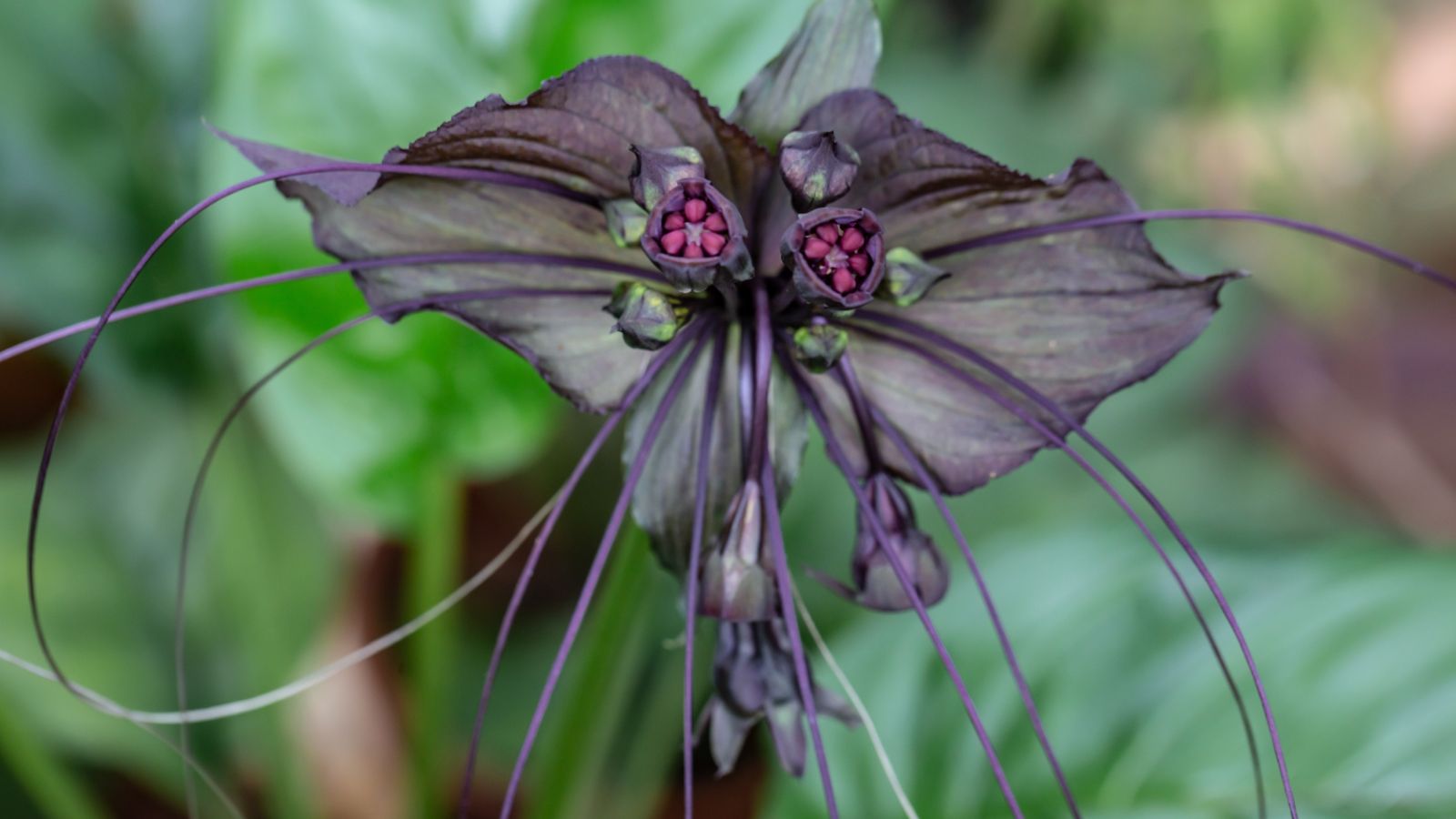 19 Halloween Houseplants That Ooze Creepy Ambiance