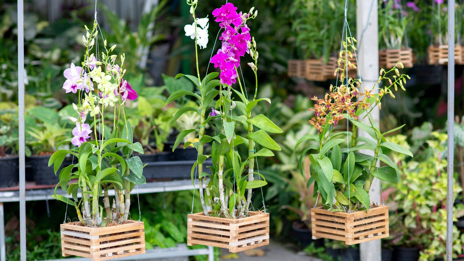 How Extended do Orchids Reside? 9 Concepts for Rising Orchid Lifespan