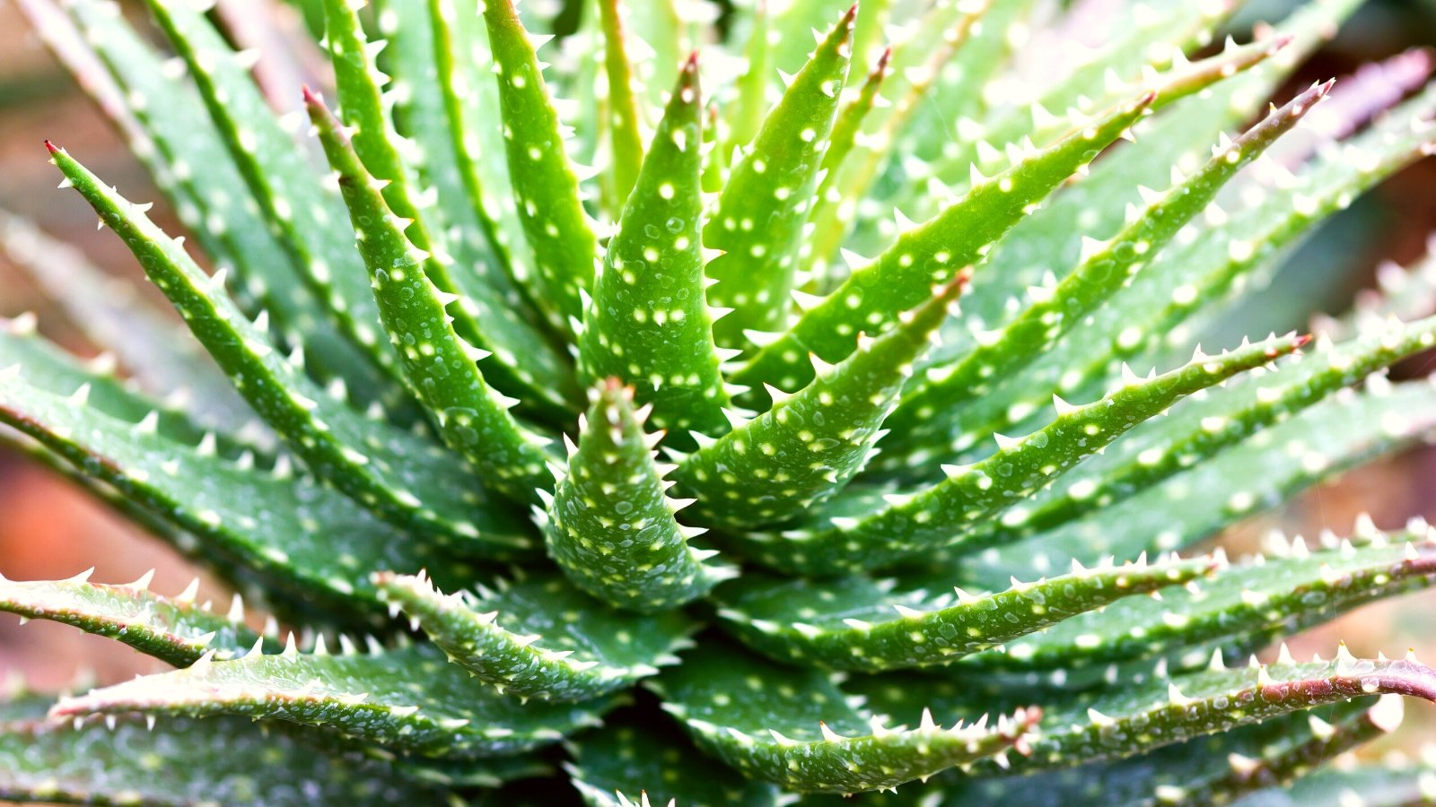 One of many easiest methods to Plant, Develop, and Handle Minnie Belle Aloe