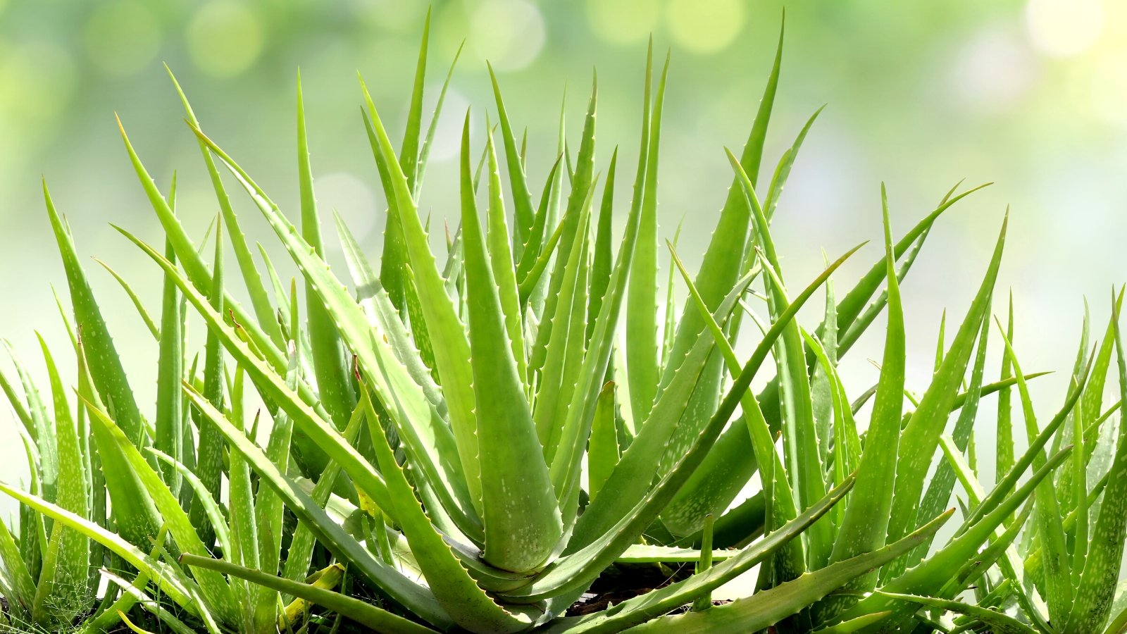 What Kind of Soil do Aloe Vera Crops Want?