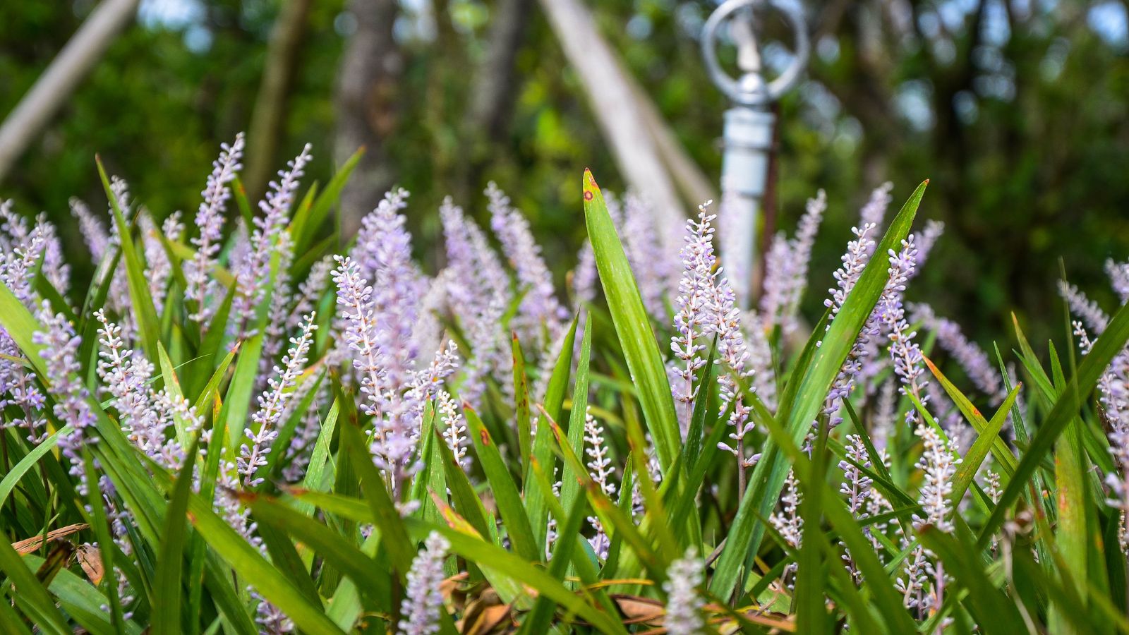 Study the best way to Plant, Develop, and Deal with Ophiopogon Japonicus