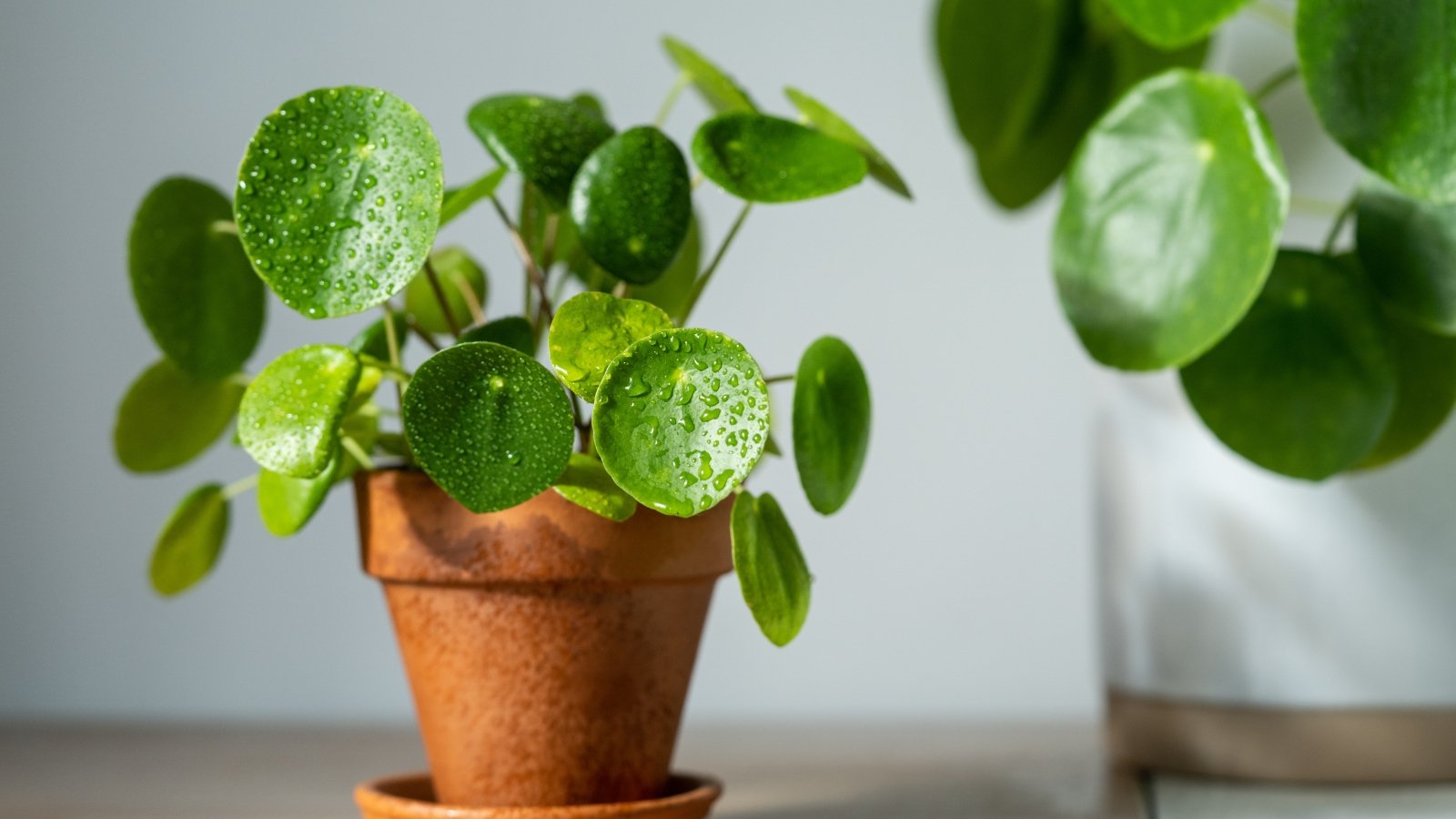 21 Forgiving Houseplants Which can be Easy to Protect Alive