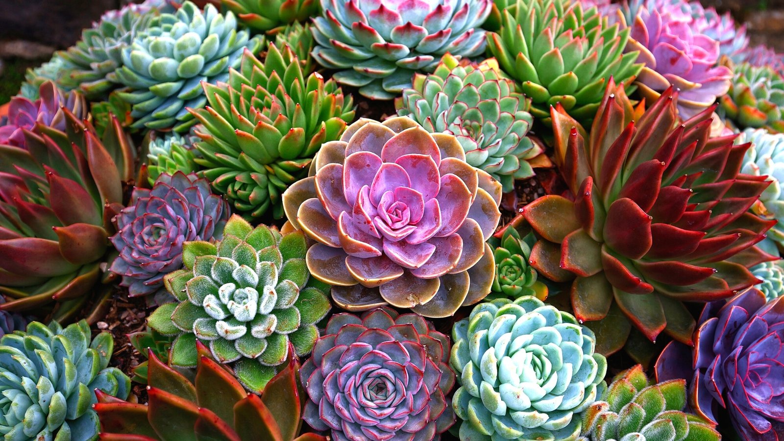 Which Succulents Are Protected for Pets? (And seven Vegetation to Steer clear of)