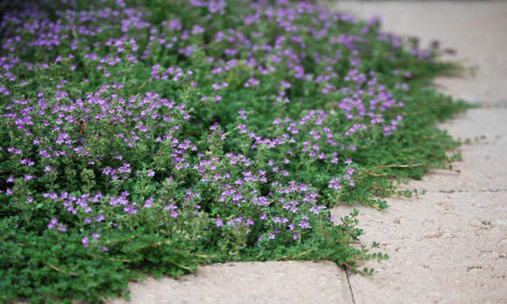 Creeping Thyme: Flowering Herb And Flooring Cowl